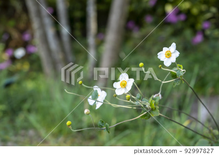 Shiki Iku Shiki Iku 92997827