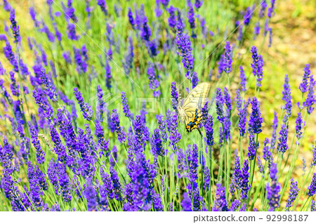 Swallowtail butterfat and lavender Swallowtail butterfat and lavender 92998187