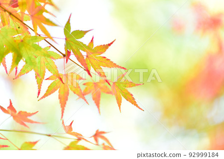 The turning point of the season, autumn leaves viewing that shines in autumn colors/ 92999184