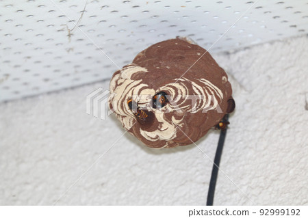 大黃蜂的黃蜂 92999192