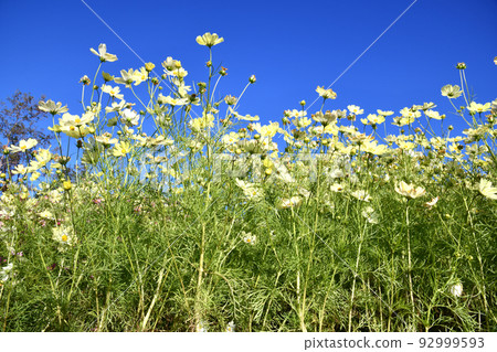 Yellow cosmos with blue sky background 92999593