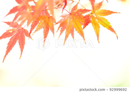 季節的轉折點，秋天的紅葉觀賞/ 92999692