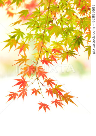 季節的轉折點，秋天的紅葉觀賞/ 92999693