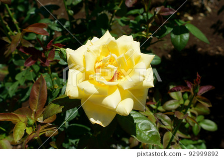 Rose of the variety called Amatsu Otome 92999892