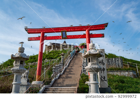 Kabushima black-tailed gull breeding ground 92999972