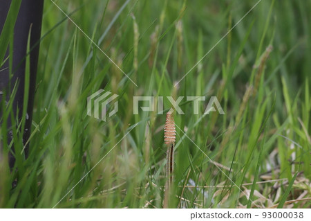 A pencil with a caterpillar 93000038