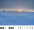 Evening view of birch trees 93000055