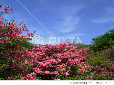 那須的深粉色杜鵑花和茶須山的組合在藍天的映襯下非常美麗。 93000622