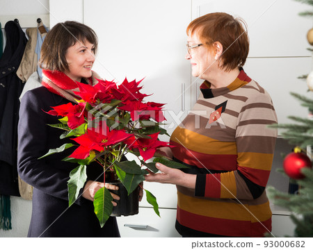 Woman visiting her mother with poinsettia Woman visiting her mother with poinsettia 93000682