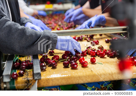 Sorting washed ripe cherres Sorting washed ripe cherres 93000885