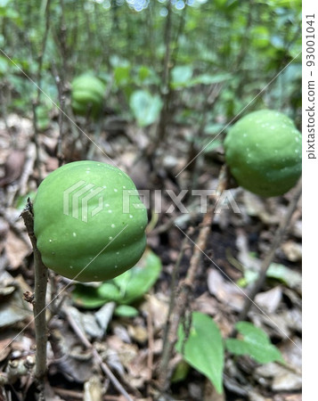 沙沙的果實 沙沙的果實 93001041