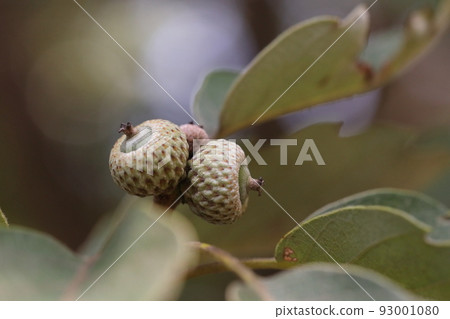 Natural plant Quercus serrata, July. Acorns that ripen in autumn are still small and completely enclosed in the shell. 93001080