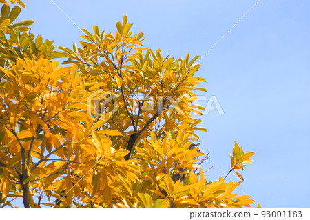 Yellow-leafed spring horse leaf spines (Matebashii) 93001183