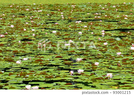 Oguriyama, Minamiuonuma City, Niigata Prefecture: A pine pond in Uenohara Park, a colony of water lilies filling the water surface Oguriyama, Minamiuonuma City, Niigata Prefecture: A pine pond in Uenohara Park, a colony of water lilies filling the water surface 93001215