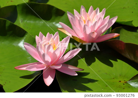 新潟縣南魚沼市小栗山 上原公園松池 填充水面的睡蓮特寫 新潟縣南魚沼市小栗山 上原公園松池 填充水面的睡蓮特寫 93001276