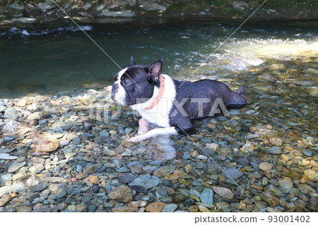 Mighty,一隻可愛的波士頓梗犬,舒適地躺在常岐川的 Toki 河的淺水區,這是在河裡玩耍的熱門場所。 Mighty,一隻可愛的波士頓梗犬,舒適地躺在常岐川的 Toki 河的淺水區,這是在河裡玩耍的熱門場所。 93001402