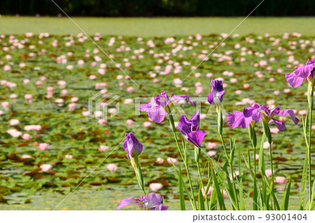 新潟縣南魚沼市小栗山，上野原公園的松池。 93001404