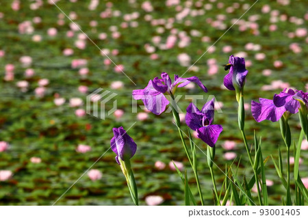 Oguriyama, Minamiuonuma City, Niigata Prefecture, Uenohara Park's pine pond. Oguriyama, Minamiuonuma City, Niigata Prefecture, Uenohara Park's pine pond. 93001405