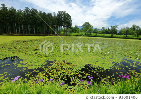 新潟縣南魚沼市小栗山，上野原公園的松池。 93001406