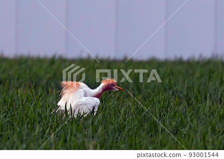 A cattle egret standing in a rice field as a fraud companion A cattle egret standing in a rice field as a fraud companion 93001544