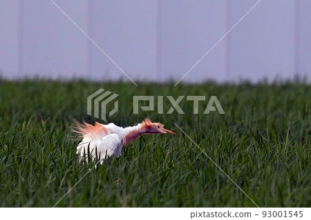 A cattle egret standing in a rice field as a fraud companion A cattle egret standing in a rice field as a fraud companion 93001545