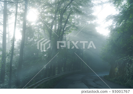 trees in the morning mist 93001767