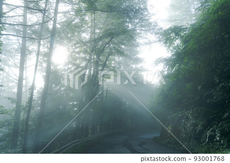 晨霧中的樹木 93001768