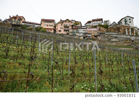 Vineyard terrace, Lavaux, Switzerland Vineyard terrace, Lavaux, Switzerland 93001831