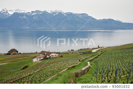 Vineyard terrace, Lavaux, Switzerland Vineyard terrace, Lavaux, Switzerland 93001832