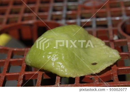 sasanqua blast sasanqua blast 93002077