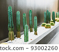 Cactus in the garden cafe. 93002260