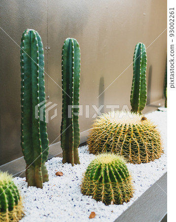 Cactus in the garden cafe. 93002261