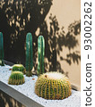Cactus in the garden cafe. 93002262