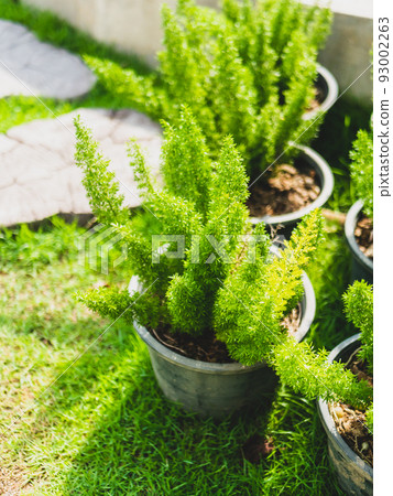 Cactus in the garden cafe. 93002263