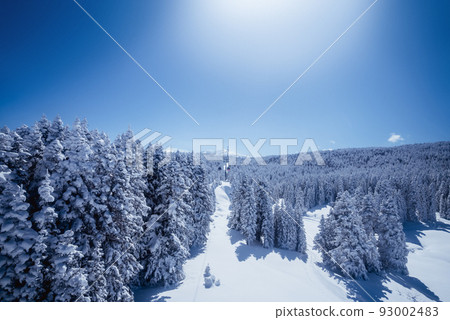 beautiful pine tree cover with snow in the uludag mountain beautiful pine tree cover with snow in the uludag mountain 93002483