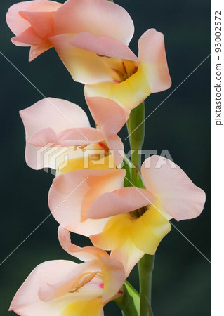 唐菖蒲花特寫 唐菖蒲花特寫 93002572