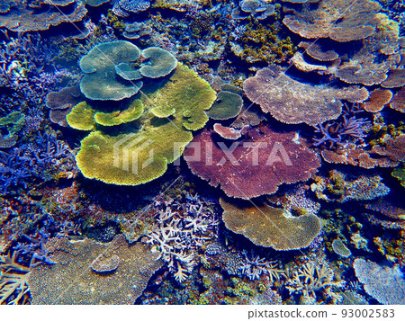 八重瀨珊瑚，宮古島 93002583