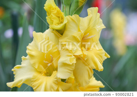 Gladiolus flower close-up Gladiolus flower close-up 93002821