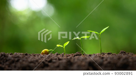 young tree growing in garden with sunrise. eco concept earth day young tree growing in garden with sunrise. eco concept earth day 93002891