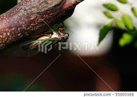 bear cicada croaking loudly bear cicada croaking loudly 93003168