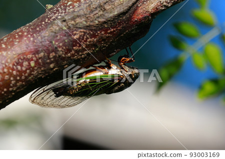 bear cicada croaking loudly bear cicada croaking loudly 93003169
