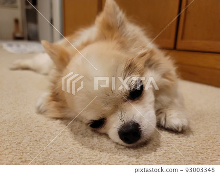 吉娃娃在家打盹 93003348