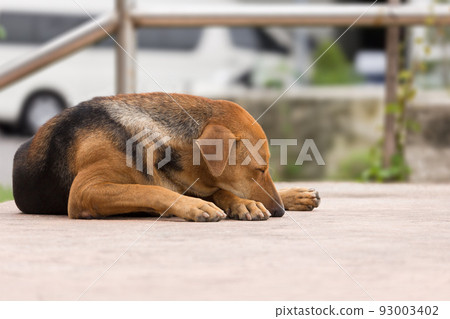 Alone Thai brown dog is sleeping on street. 93003402