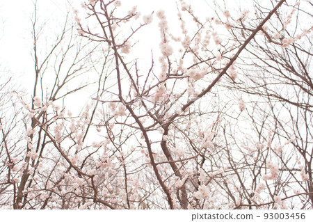Scattering cherry blossoms 93003456