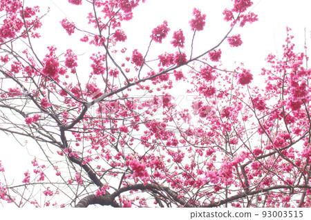 Cold scarlet cherry blossoms in full bloom Cold scarlet cherry blossoms in full bloom 93003515