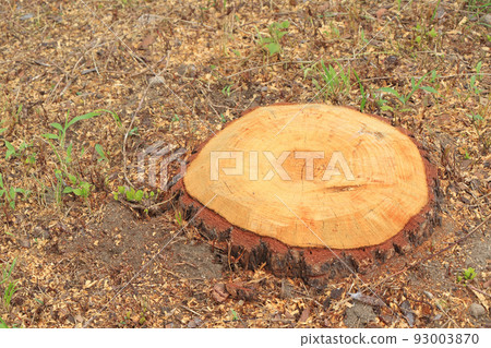 clean stump 93003870