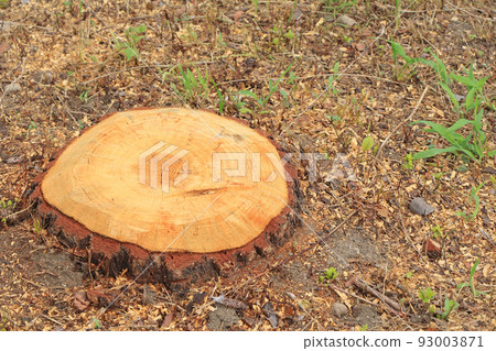 clean stump 93003871