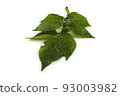 Potato leaf 93003982