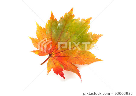 Autumn maple leaf Autumn maple leaf 93003983