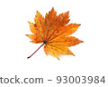 Autumn maple leaf 93003984